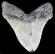Large, Angustidens Tooth - Megalodon Ancestor #35413-1